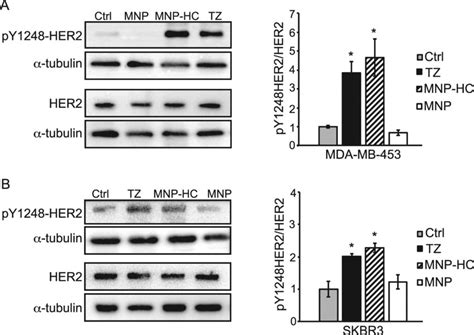 Her2 Site Specific Phosphorylation Western Blot Analysis Of