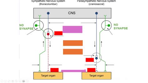 CNS Diagram | Quizlet