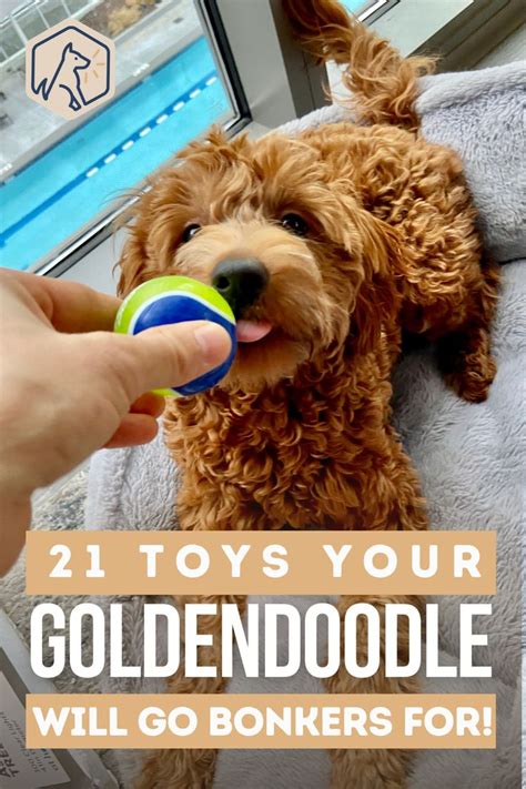 21 Toys Your Goldendoodle Will Go Bonkers For Goldendoodle Best Dog