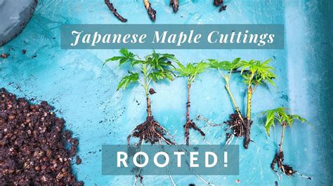 Japanese Maple Cuttings Successfully Rooted Youtube