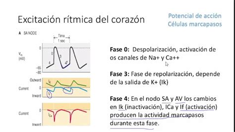 Electrofisiología cardiaca Potencial de acción en células marcapasos y