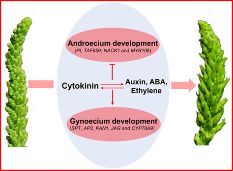 Role Of Cytokinins In The Regulation Of Sex Determination In S Sebiferum Download Scientific