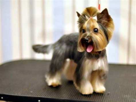 Yorkie Puppy Haircuts Yorkie Cuts Yorkie Hairstyles Yorkie Poo