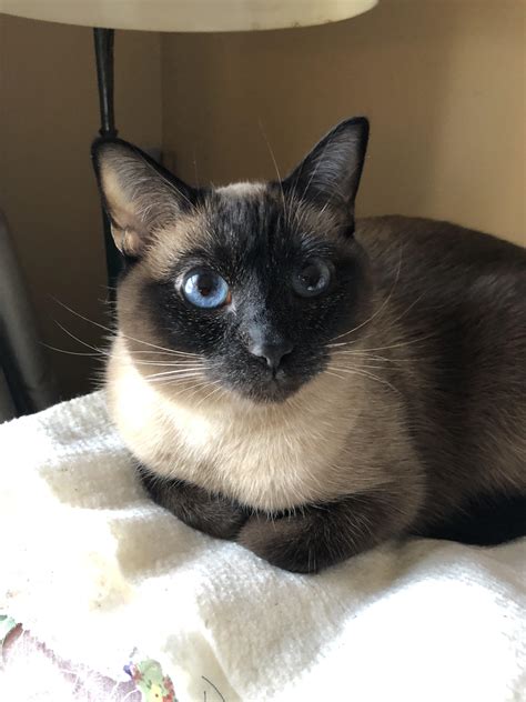 Juniper keeps things neat : r/curledfeetsies