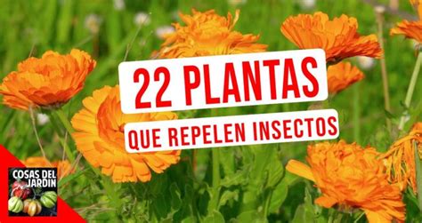 Plantas Que Repelen Insectos Cosas Del Jardin