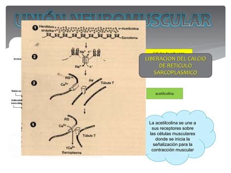 Metabolismo Del Musculo En Reposo Y Durante El Ejercicio Ppt