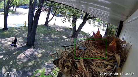 Crow Steals Baby Robin From Nest Youtube