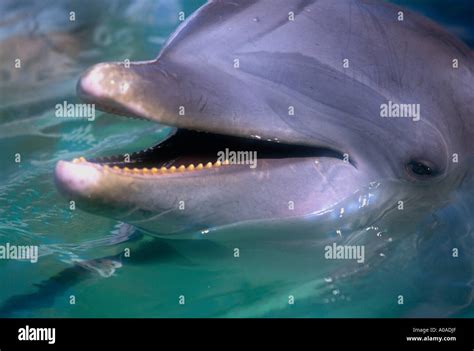 Porpoise teeth hi-res stock photography and images - Alamy