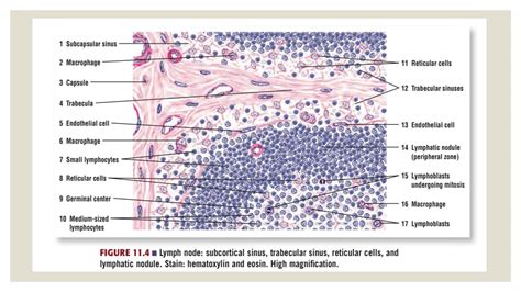 Histology of lymph node(lymph node histology) | PPT