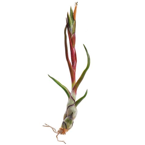 Tillandsia Bulbosa Single Plant S Aquasabi Aquascaping Shop