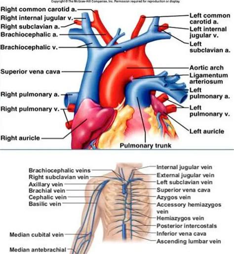 Pictures Of Brachiocephalic Vein S