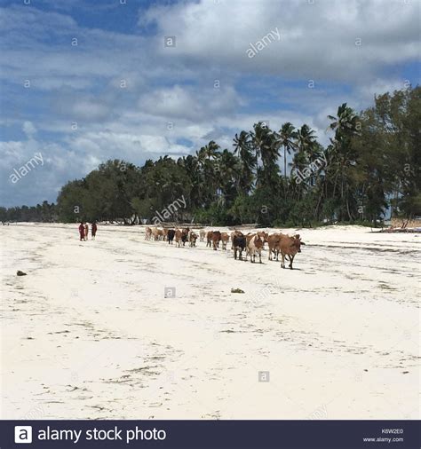 Kiwengwa Beach Stock Photos And Kiwengwa Beach Stock Images Alamy