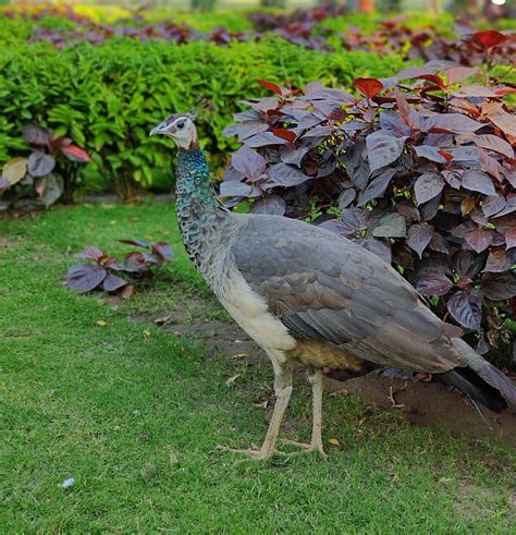 Peahen Bird Peafowl - Free photo on Pixabay