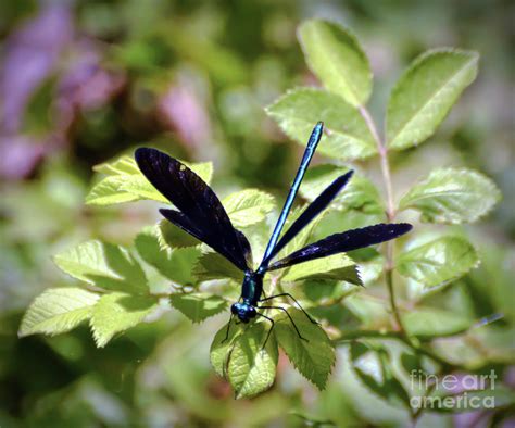 Magical Wings - Ebony Jewelwing Damselfly Photograph by Kerri Farley ...