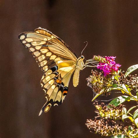 Giant Swallowtail Butterfly Fay Stout Flickr