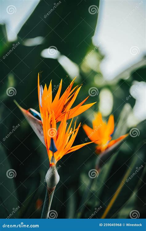 Vertical Closeup Of Crane Flower Strelitzia Reginae With Blurred