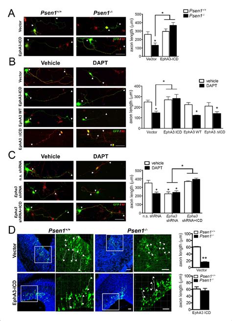 Epha Icd Reverses Axon Defects In Ps G Secretase And Epha Deficient