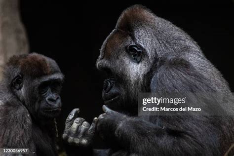 Gorilla Body Photos and Premium High Res Pictures - Getty Images