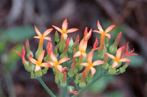 The Flowers Of Kalanchoe Rotundifolia Growing In The Pretoria National