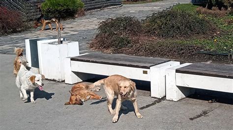 MUP Uhapšene tri osobe u Obrenovcu zbog sumnje da su ubijale i