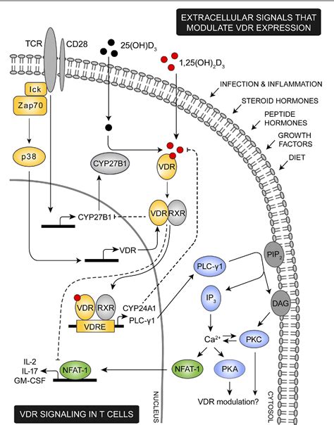 Figure 1 From The Vitamin D Receptor And T Cell Function Semantic Scholar