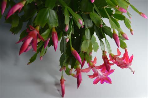 Schlumbergera Unknown Tag Says Thor Milla Epiphytic Cacti