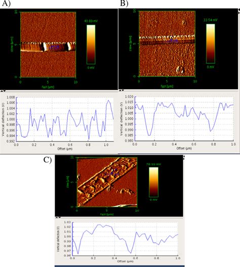 Atomic Force Microscopy Afm Micrographs Of Pva Nanofiber A Aloe