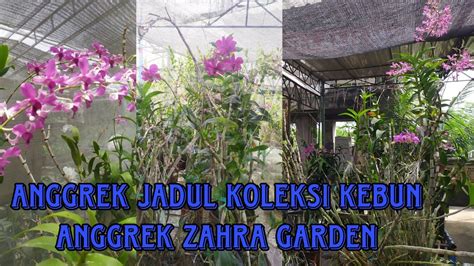 Anggrek Jadul Koleksi Kebun Anggrek Zahra Garden Orchids Youtube