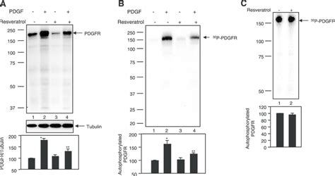 Effect Of Resveratrol On Pdgfr Tyrosine Phosphorylation A B