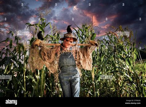 Scary corn field hi-res stock photography and images - Alamy