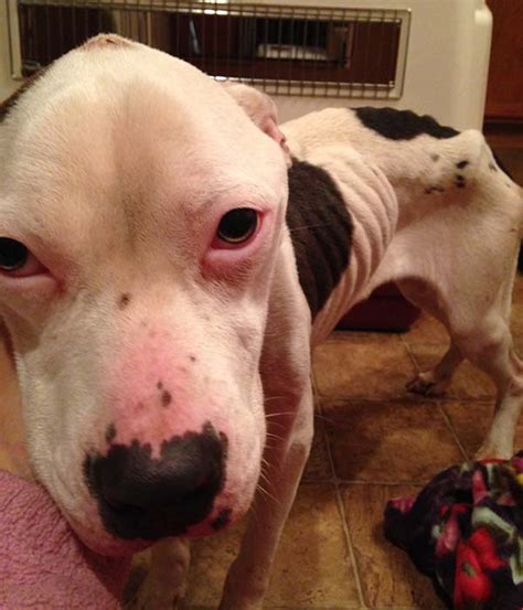 Extremely Malnourished Dog Discovered In Chester Pa