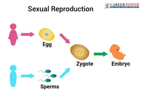 Human Reproduction Cycle Diagram