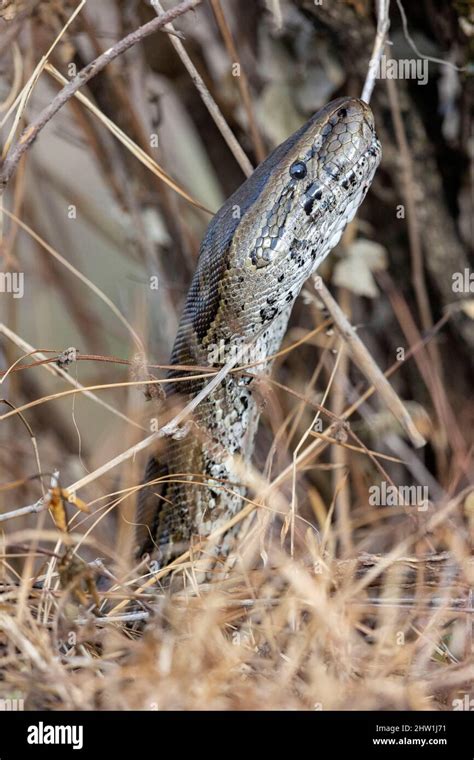 Kenya, Masai Mara National Reserve, National Park, African Rock python ...