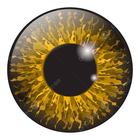 Realistic Vector Set Design Of Isolated Orange And Hazel Iris Eye