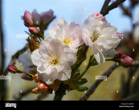 Prunus X Yedoensis Shidare Yoshino Flowering Cherry Tree Flowers