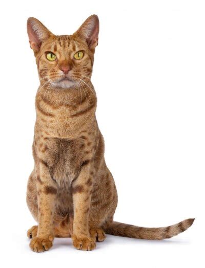 Ocicat Cat Breed Profile, Characteristics & Breeders • Pet on Bed