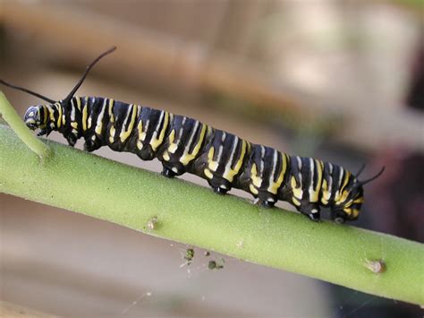 filemonarch caterpillar  swan plant branchletjpg wikimedia commons
