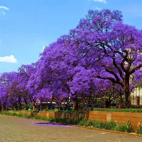 Jacaranda Mimosifolia 'Blue Jacaranda' – D&H Seed Harvest Co