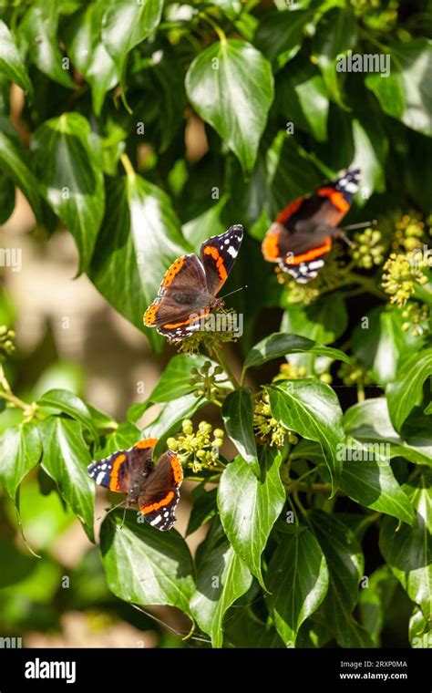 Three Butterfly Hi Res Stock Photography And Images Alamy