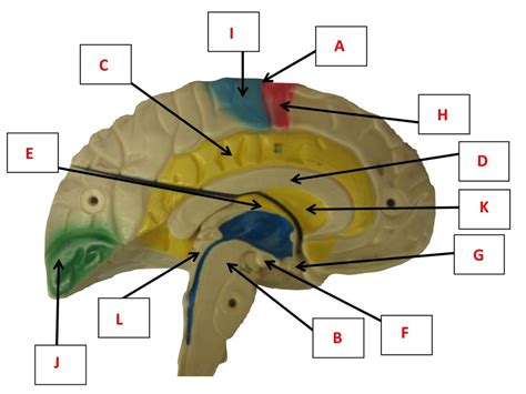 Brain Midsagittal Section Diagram Quizlet