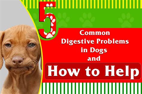 5 Common Digestive Problems In Dogs And How To Help Mellow Premium