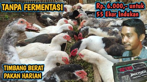 TIGA BAHAN PAKAN GRATIS BERNUTRISI LENGKAP JUMLAH IDEAL AWAL MEMULAI