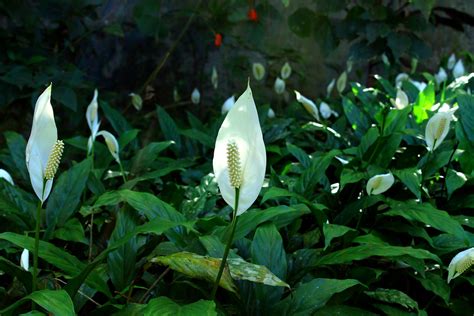 Peace Lilies: How to Care for Peace Lily Plants | The Old Farmer's Almanac