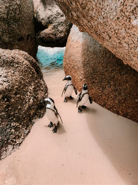 Boulders Beach Zuid Afrika Zwemmen Met Pingu Ns Een Unieke Ervaring