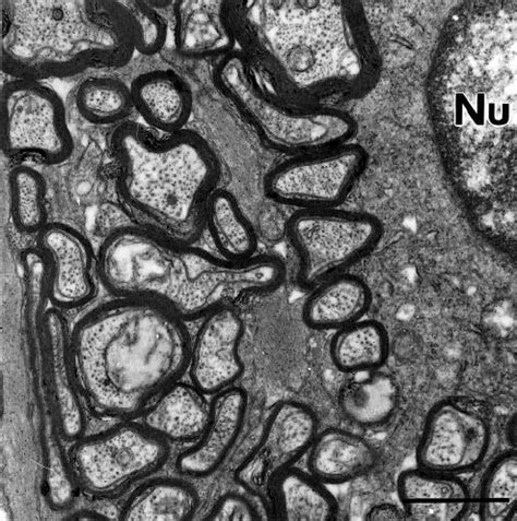 Neurons of the ganglion cell layer. The top panel ( A ) shows a ...