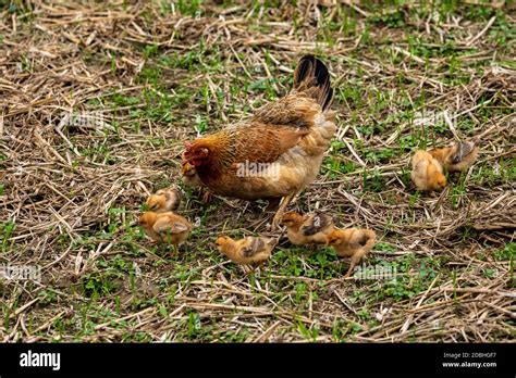 A hen and chickens Stock Photo - Alamy