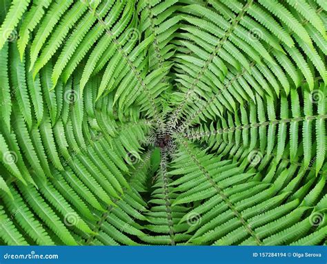 Scenic Closeup Round Photo Inside The Green Ferns Stock Photo Image