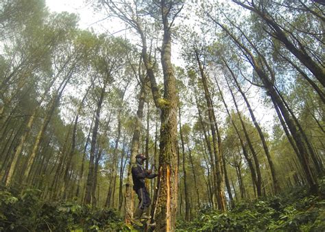 adapting pine tree antara foto