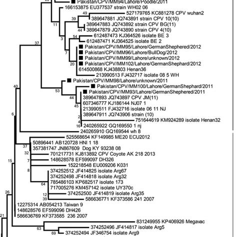 Phylogenetic Analysis Of Partial Vp Gene Of Cpvs The Nucleotide