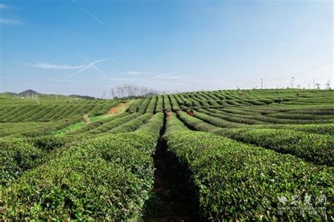 赤壁万亩茶园进入采摘期，名优春茶供销两旺 荆楚网 湖北日报网